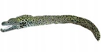 Maskotka Murena Ciemna Ryba Dubi - 110Cm Dubi