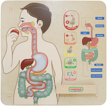 Masterkidz, tablica edukacyjna Układ Trawienny - Masterkidz