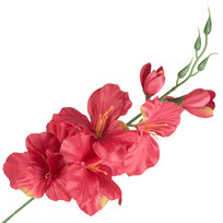 Mieczyk Gałązka Czerwona Kwitnąca