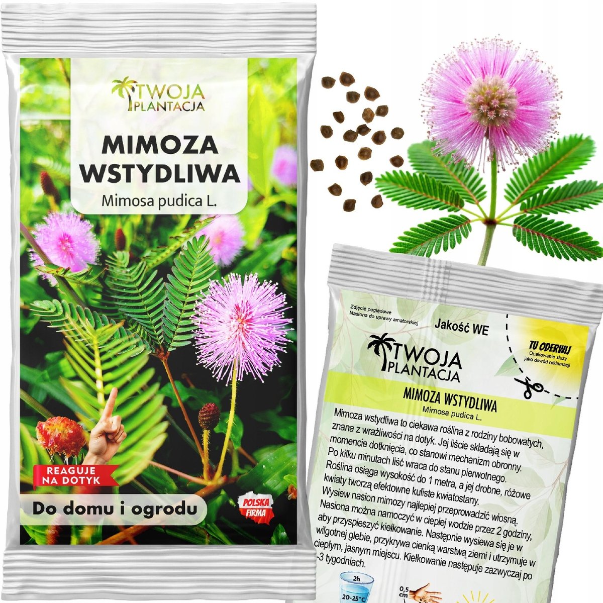 Mimoza Wstydliwa Nasiona Czułek Wstydliwy Pudica Reaguje Na Dotyk 20 ...