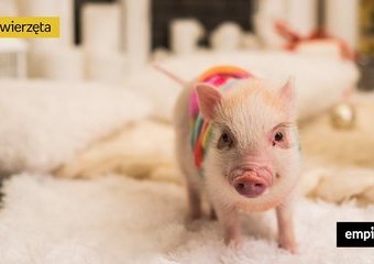 Miniaturowa świnka – co warto o niej wiedzieć?