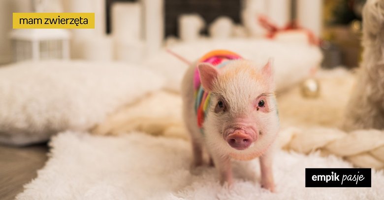 Miniaturowa świnka – co warto o niej wiedzieć?