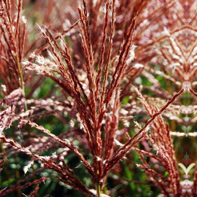 Ferner Miscanthus Miskant Ferner Osten Trawa 1 szt. sadzonka sadzonki - Królik ...