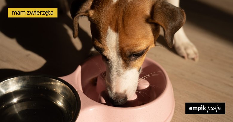 Miska spowalniająca jedzenie dla psa – kiedy warto po nią sięgnąć?