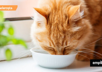 Mleko dla kota – czy koty mogą pić mleko?