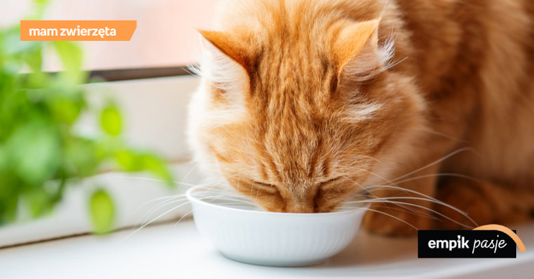 Mleko dla kota – czy koty mogą pić mleko?
