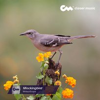 Mockingbird Mrjazzscope