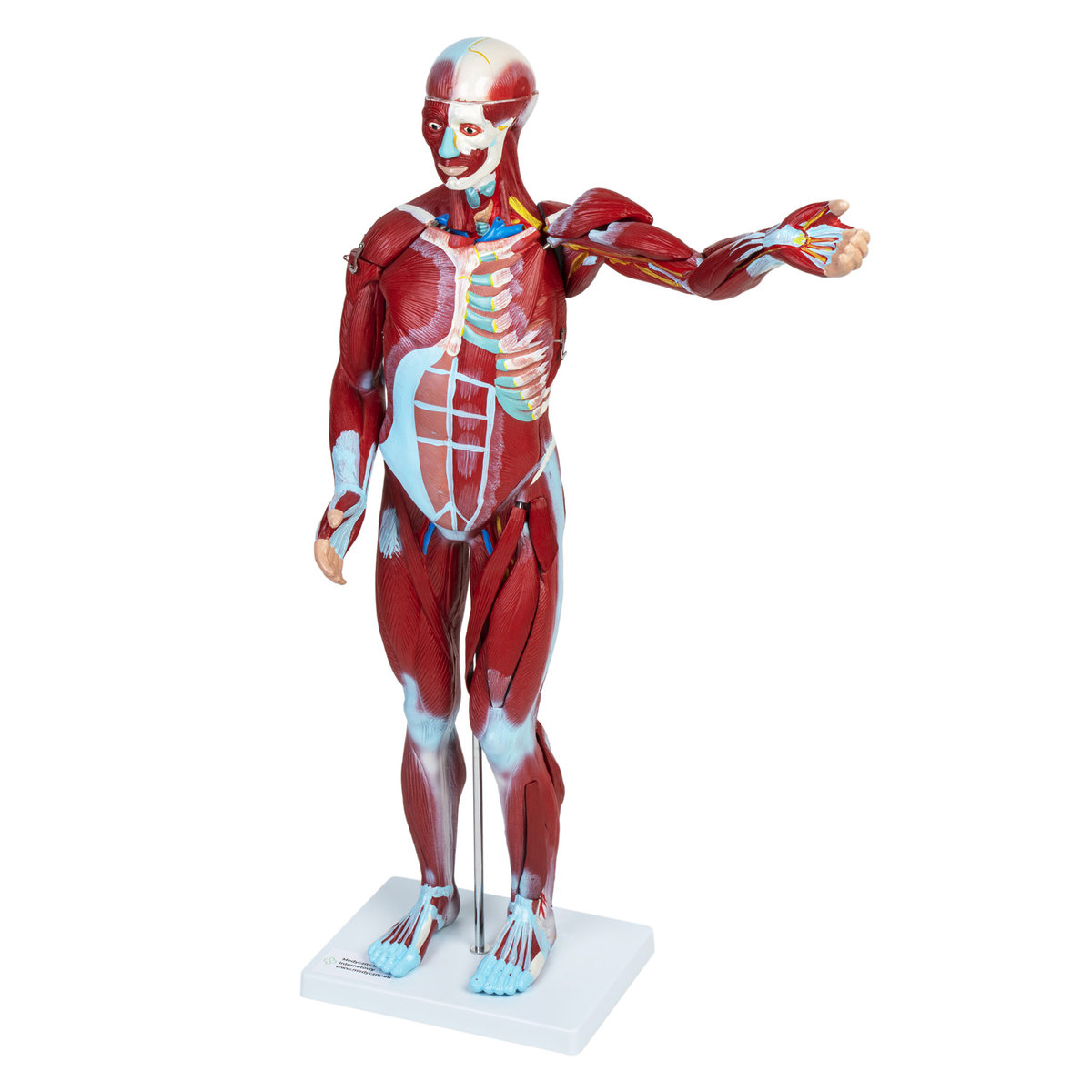 Zdjęcia - Gra planszowa Model Mięśni Ludzkich