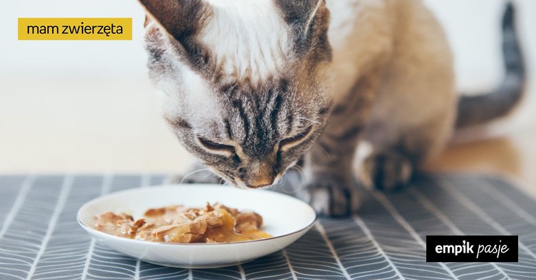 Mokra karma dla kota – jaką wybrać? Ranking 