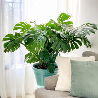MONSTERA DELICIOSA , piękna,  duża  ~ 50 cm DIXIE STORE