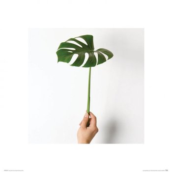 Monstera Zielony Liść - Reprodukcja - Nice Wall