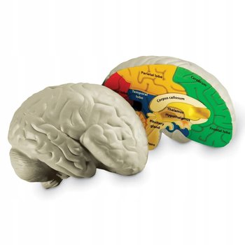 Mózg model mózgu z pianki anatomia - Learning Resources