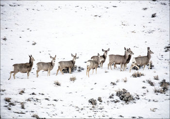 Mule deer gather on a snowy hillside in Sweetwater County, Wyoming., Carol Highsmith - plakat 50x40 cm - Galeria Plakatu