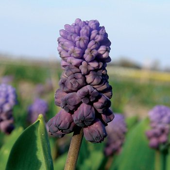 Muscari Szafirek Purple Rain 5 scebulki - BENEX