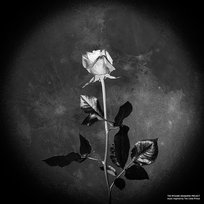 Music Inspired By The Little Prince The Ryszard Kramarski Project (tRKproject)