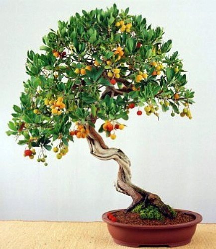 na bonsai Drzewko Truskawkowe (Arbutus Unedo) do ogrodu, na taras i do domu  - DobreNasiona.pl | Sklep EMPIK.COM