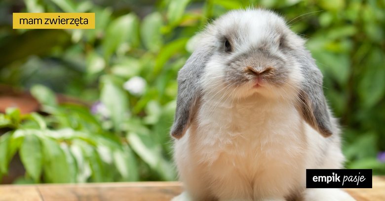 Najpopularniejsze rasy królików – poznaj najmilsze zwierzątka futerkowe