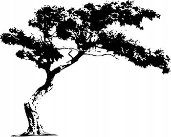 Naklejka na ścianę drzewko drzewa Drzewo pustynne, 120x98 cm - Naklejkolandia
