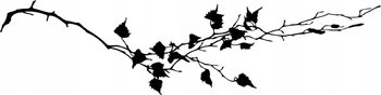 Naklejka na ścianę gałązka brzozy brzoza Bluszcz, 160x40 cm - Naklejkolandia
