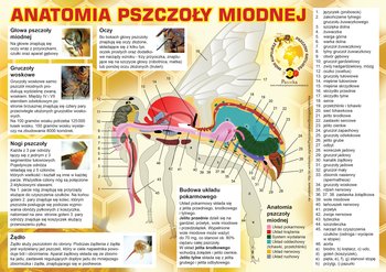 Naklejka na tablicę reklamową rozm. 43x30,5cm - N223 - BEE&HONEY