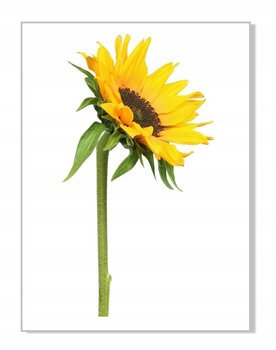 Naklejka ścienna kwiaty kwiatki 30cm Słonecznik 6, 30x16 cm - Naklejkolandia