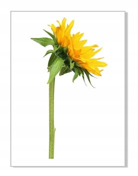 Naklejka ścienna kwiaty kwiatki 30cm Słonecznik 7, 30x16 cm - Naklejkolandia