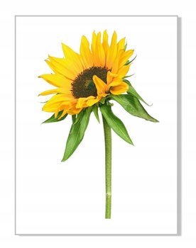 Naklejka z kwiatami kwiatki 50cm - Słonecznik 3, 50x33 cm - Naklejkolandia