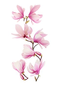 Naklejki na ścianę lustro meble kwiaty kwiatki kwiat samoprzylepna Magnolia, 50x25 cm - Naklejkolandia