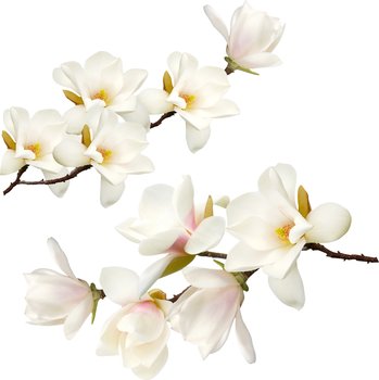 Naklejki na ścianę meble białe kwiaty krzew Biała magnolia naklejka, 120x60 cm - Naklejkolandia