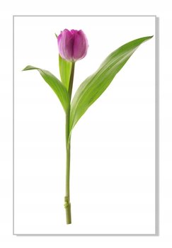 Naklejki na ścianę meble lustro 70cm Tulipan 6, 70x48 cm - Naklejkolandia