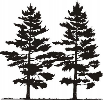 Naklejki na ścianę z drzewami las leśne Sosny mat, 100x100 cm - Naklejkolandia