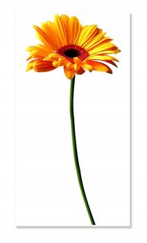 Naklejki ścienne kwiaty 100cm Gerber 1 żółty, 100x45 cm - Naklejkolandia