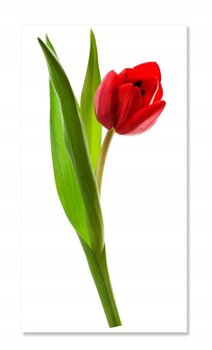 Naklejki ścienne kwiaty 100cm Tulipan 2, 100x43 cm - Naklejkolandia