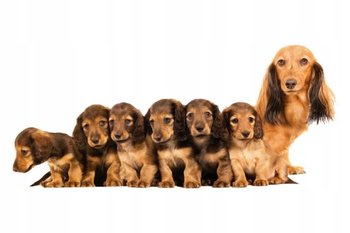 Naklejki z psami psiakami Psia rodzinka 20, 50x22 cm - Naklejkolandia
