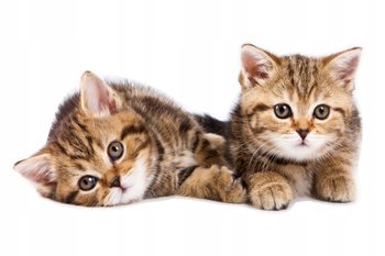 Naklejki ze zwierzętami kot kotki Kociaki 5, 160x79 cm - Naklejkolandia