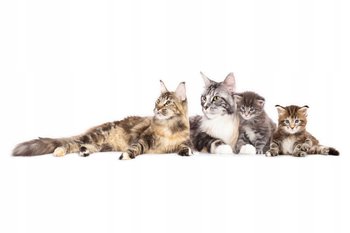 Naklejki ze zwierzętami kot koty Kocia rodzinka 7, 160x46 cm - Naklejkolandia