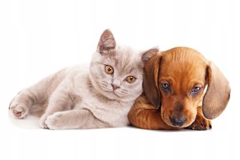 Naklejki ze zwierzętami pies kot Piesek i kotek 16, 160x75 cm - Naklejkolandia