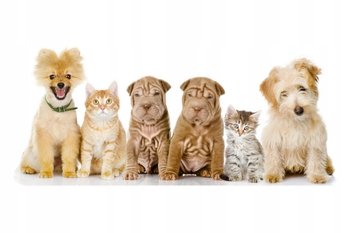 Naklejki ze zwierzętami psy koty Pieski i kotki 12, 93x40 cm - Naklejkolandia