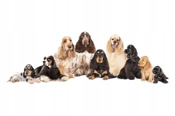 Naklejki ze zwierzętami psy Psia rodzinka 14, 93x30 cm - Naklejkolandia