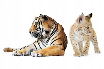 Naklejki ze zwierzętami zwierzaki Dzikie koty 105, 160x75 cm - Naklejkolandia