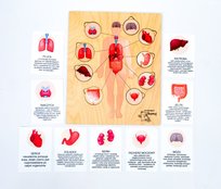 Narządy człowieka, drewniana układanka, podpisy, wyciągane elementy