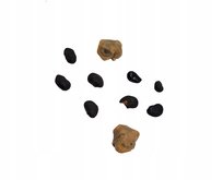 Nasiona Kaktusy Mix Sukulent Różnorodne Ozdoba