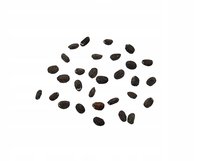 Nasiona Kocimiętka Dla Kota Odstrasza Komary Mole