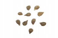 Nasiona Pomidor Vilma Gruntowy Karłowy Koktajlowy