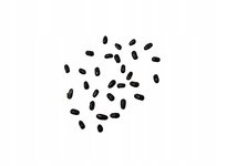 Nasionka Lawenda Odstraszająca Komary Pachnąca