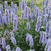 nepeta-kocimi-tka-blue-moon-1-szt-doniczka-p9-kr-lik-sklep-empik-com
