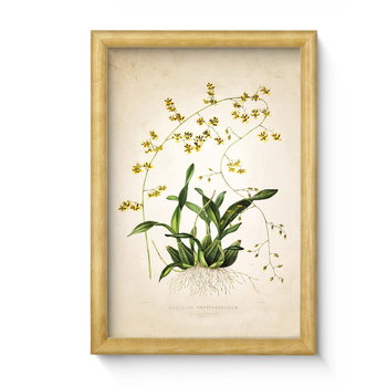 Nowoczesny obraz w ramie wałek o wymiarach 20x30 cm - Plant 1 - Postergaleria