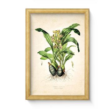 Nowoczesny obraz w ramie wałek o wymiarach 20x30 cm - Plant 10 - Postergaleria