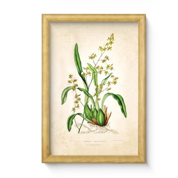 Nowoczesny obraz w ramie wałek o wymiarach 20x30 cm - Plant 9 - Postergaleria