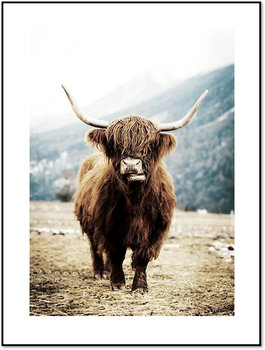 Nowoczesny plakat FABRYKA PLAKATU Krowa Szkocka B2, 50x70 cm - Fabryka plakatu